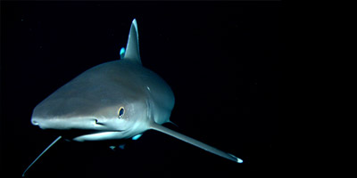 Sharkwater Production Photo Gallery 2