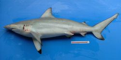 Graceful Shark | Carcharhinus amblyrhynchoides | Shark Database