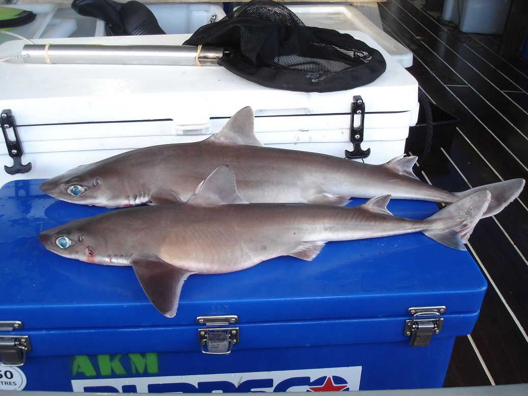 kermadec-spiny-dogfish-squalus-raoulensis-shark-database