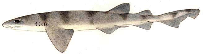 Надувающаяся головастая акула (Cephaloscyllium sufflans), картинка изображение рыбы рисунок
