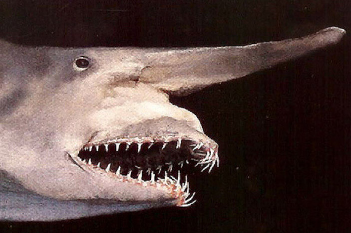 extinct shark species