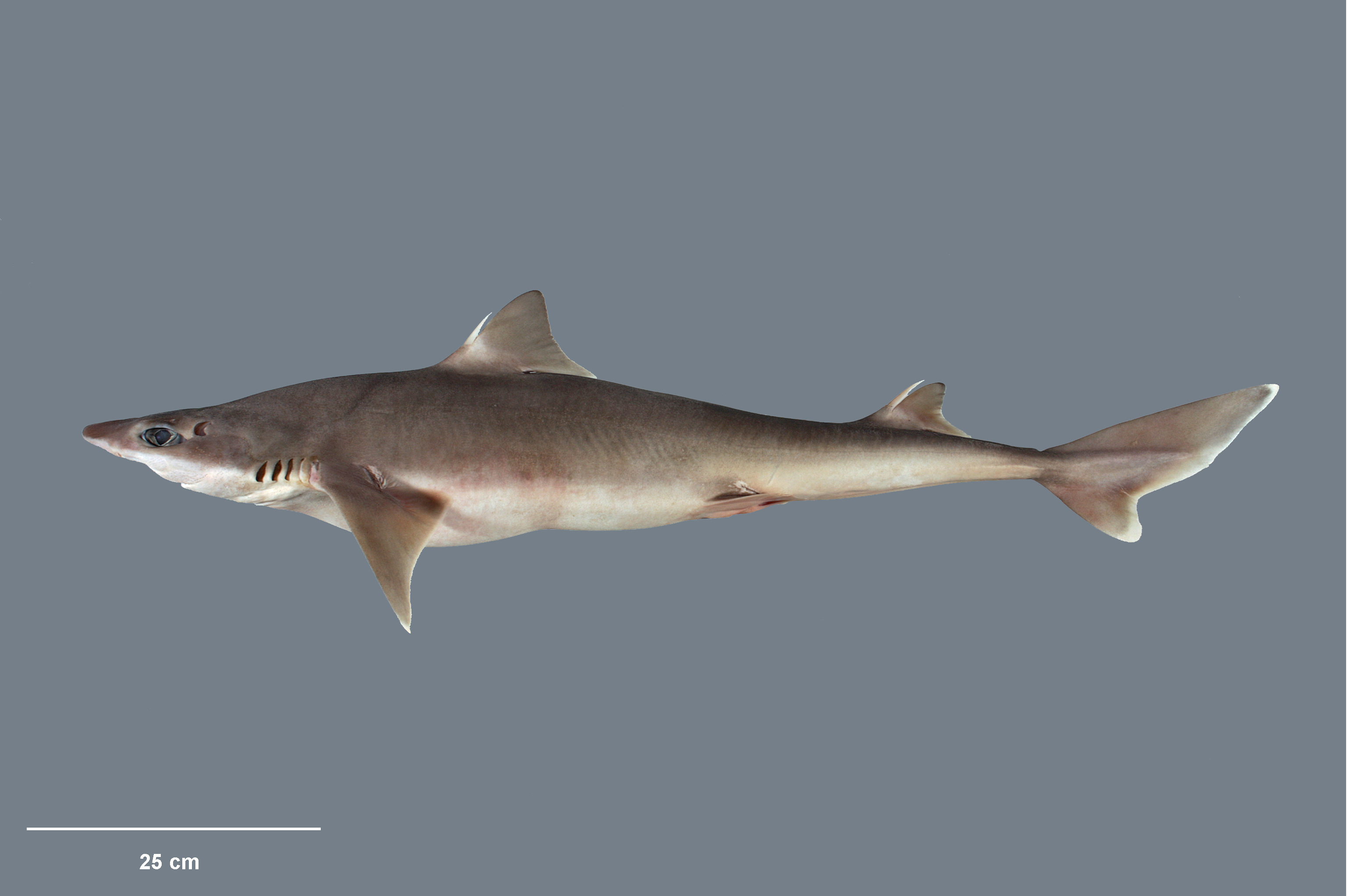 Isuridae Shark