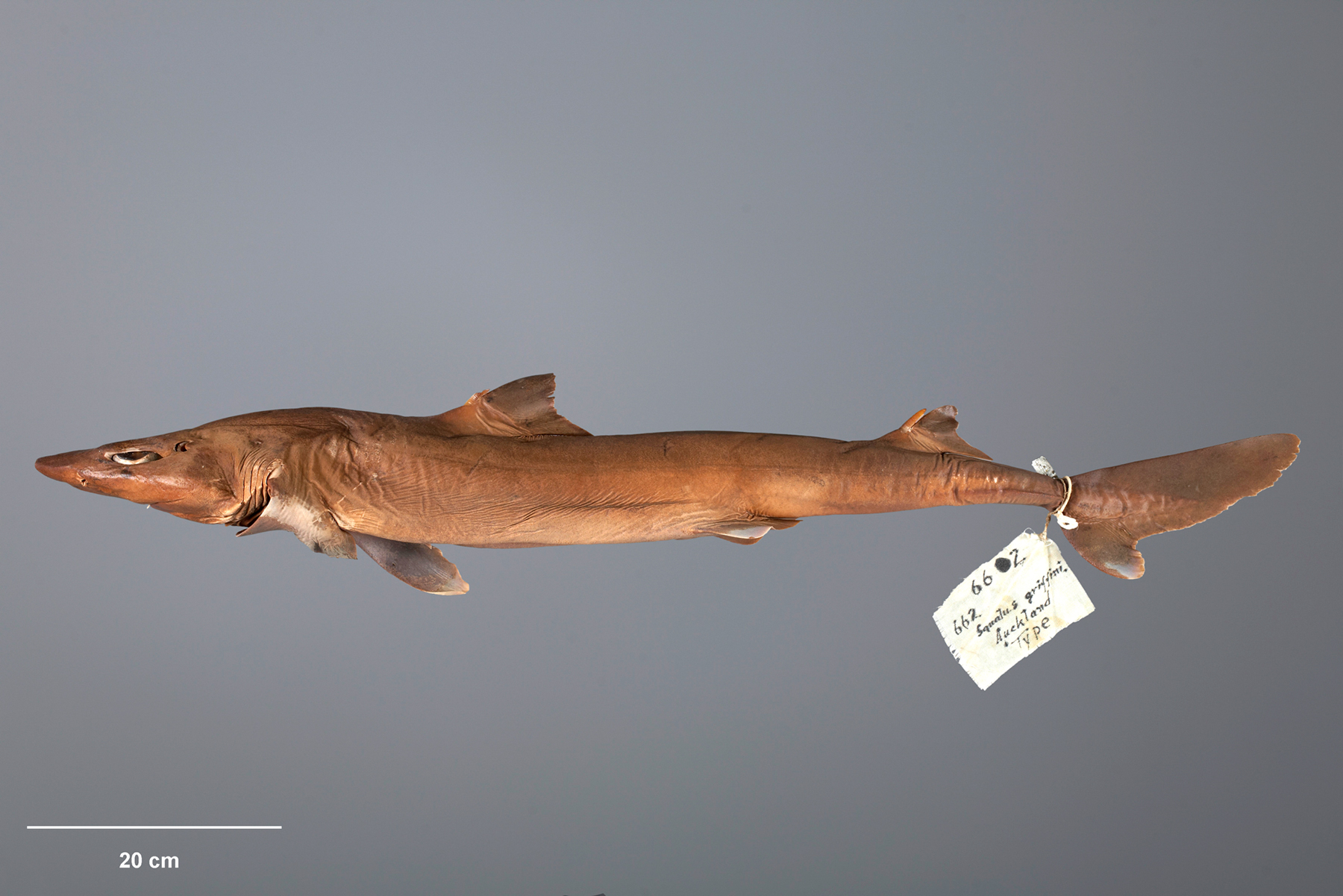 Northern Spiny Dogfish Squalus Griffini Shark Database