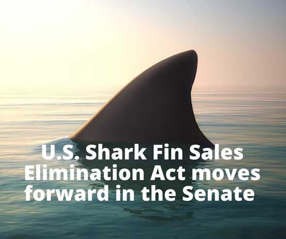 Shark fin trade soon to be banned in the EU? - AIMM